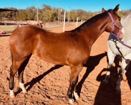 HorseID: 2305999 DOSIE ROYAL PRINCESS - PhotoID: 1089589