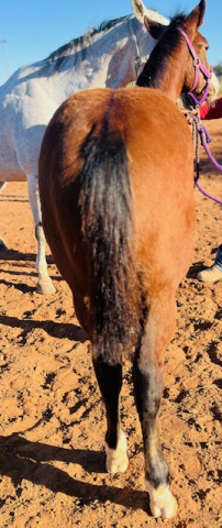 HorseID: 2305999 DOSIE ROYAL PRINCESS - PhotoID: 1089590