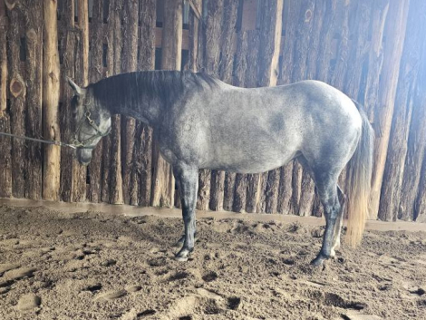 HorseID: 2306001 Peppy San Georgie - PhotoID: 1089591