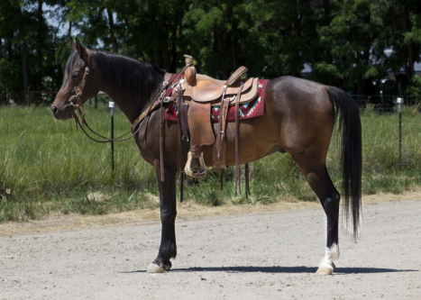 HorseID: 2306003 Acheron - PhotoID: 1089647