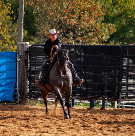 HorseID: 2306004 MB Kings Frosty Lady - PhotoID: 1089593