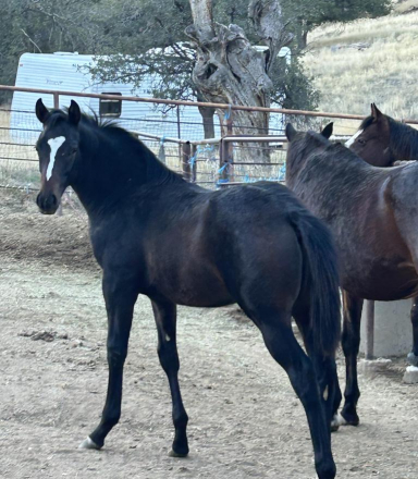 HorseID: 2306006 Emmaus - PhotoID: 1089646