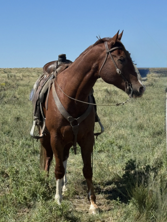 HorseID: 2306009 Skippin chateau - PhotoID: 1089595