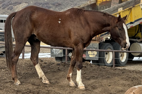 HorseID: 2306009 Skippin chateau - PhotoID: 1089596