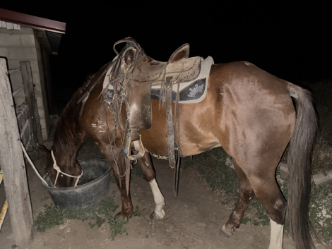 HorseID: 2306009 Skippin chateau - PhotoID: 1089597