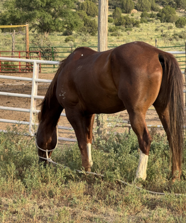 HorseID: 2306009 Skippin chateau - PhotoID: 1089598