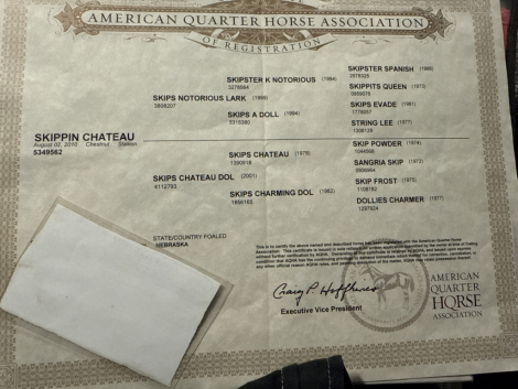 HorseID: 2306009 Skippin chateau - PhotoID: 1089667