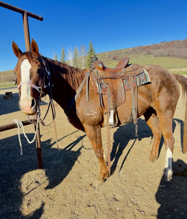 HorseID: 2306009 Skippin chateau - PhotoID: 1089668