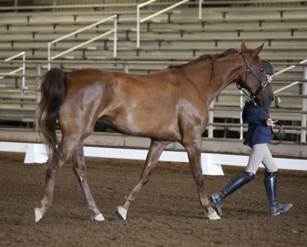 HorseID: 2306010 Talula - PhotoID: 1089594