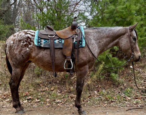 HorseID: 2306012 Dots - PhotoID: 1089599