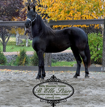 HorseID: 2306013 B Elle Starr - PhotoID: 1089600