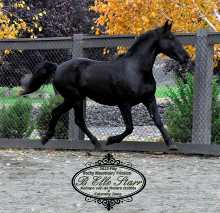 HorseID: 2306013 B Elle Starr - PhotoID: 1089601