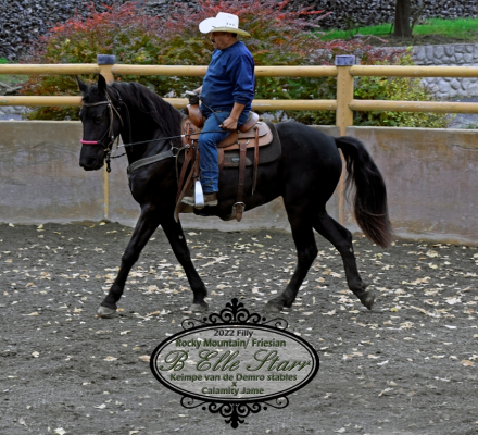 HorseID: 2306013 B Elle Starr - PhotoID: 1089602