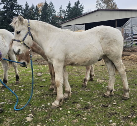 HorseID: 2306015 MSM Hermes Skromt - PhotoID: 1089604