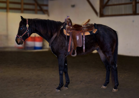 HorseID: 2306019 SECRETS SHOHN BIRD - PhotoID: 1089616