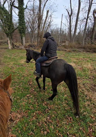 HorseID: 2306019 SECRETS SHOHN BIRD - PhotoID: 1089617