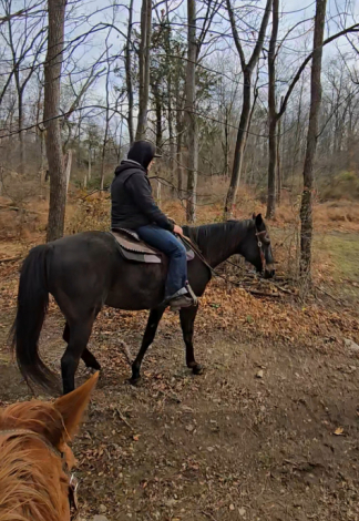 HorseID: 2306019 SECRETS SHOHN BIRD - PhotoID: 1089618