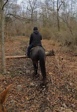 HorseID: 2306019 SECRETS SHOHN BIRD - PhotoID: 1089619