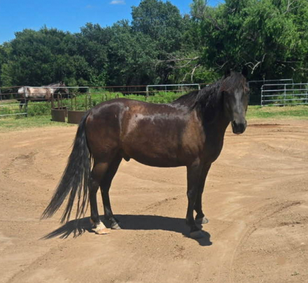 HorseID: 2306021 Five Lindens Ferdinand - PhotoID: 1089620