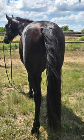 HorseID: 2306021 Five Lindens Ferdinand - PhotoID: 1089621