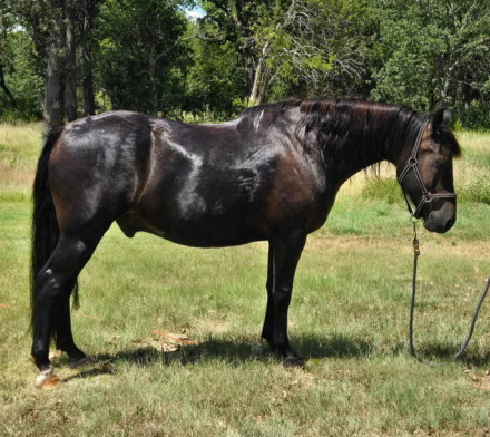 HorseID: 2306021 Five Lindens Ferdinand - PhotoID: 1089622