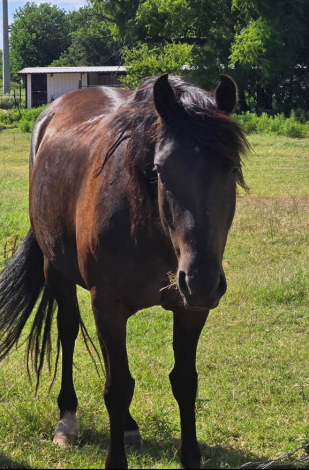 HorseID: 2306021 Five Lindens Ferdinand - PhotoID: 1089623