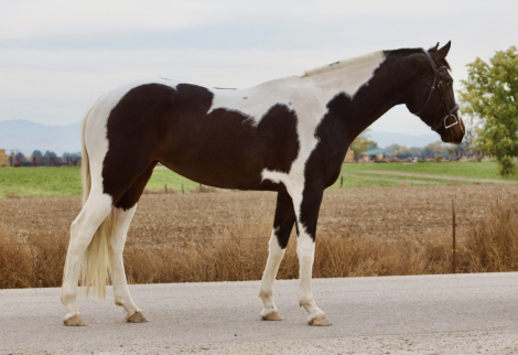 HorseID: 2306022 Stained Glass GES - PhotoID: 1089697