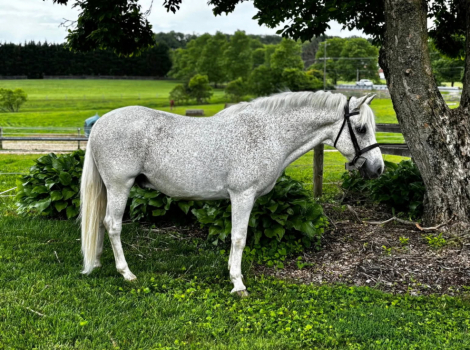 HorseID: 2306025 Charlie Brown - PhotoID: 1089637