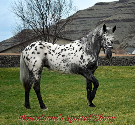 HorseID: 2306028 Boscodonne's Spotted Ebony - PhotoID: 1089638