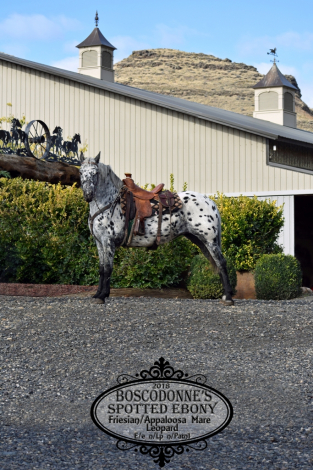 HorseID: 2306028 Boscodonne's Spotted Ebony - PhotoID: 1089639