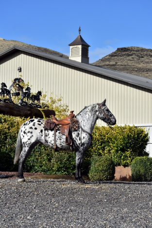 HorseID: 2306028 Boscodonne's Spotted Ebony - PhotoID: 1089640