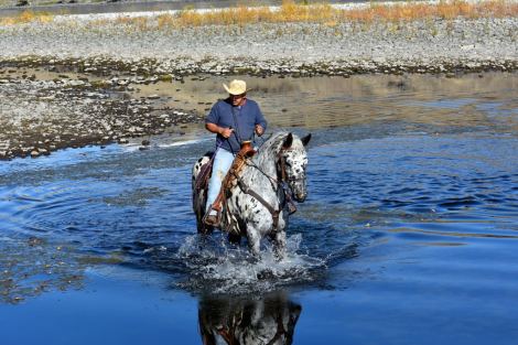 HorseID: 2306028 Boscodonne's Spotted Ebony - PhotoID: 1089641