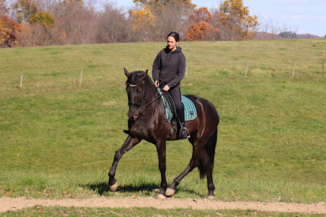 HorseID: 2306029 Amir - PhotoID: 1089642