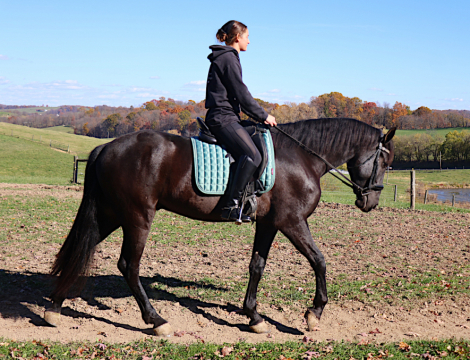 HorseID: 2306029 Amir - PhotoID: 1089643