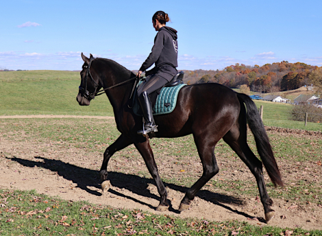 HorseID: 2306029 Amir - PhotoID: 1089644