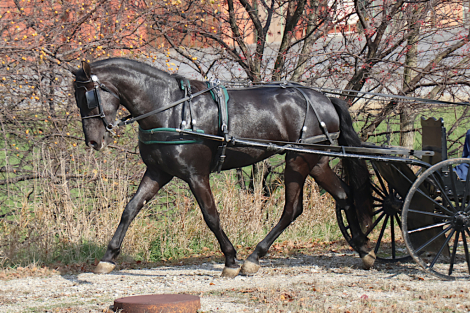 HorseID: 2306029 Amir - PhotoID: 1089645