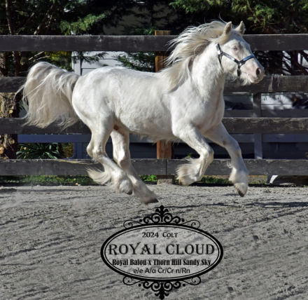 HorseID: 2306032 Royal Cloud - PhotoID: 1089648
