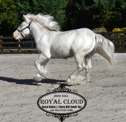 HorseID: 2306032 Royal Cloud - PhotoID: 1089649