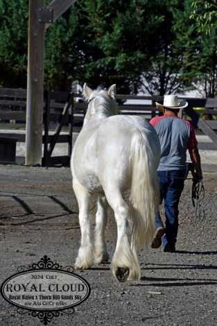HorseID: 2306032 Royal Cloud - PhotoID: 1089650