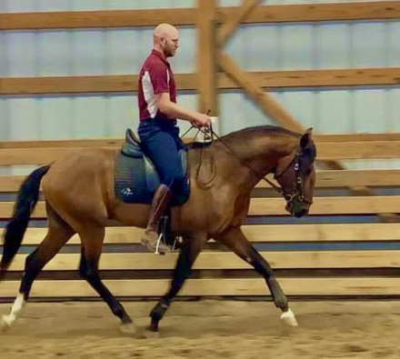 HorseID: 2306038 Nobel DC - PhotoID: 1089657