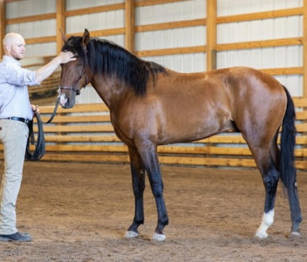 HorseID: 2306038 Nobel DC - PhotoID: 1089658