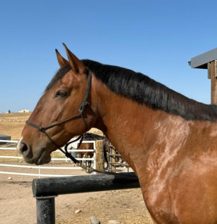 HorseID: 2306038 Nobel DC - PhotoID: 1089659