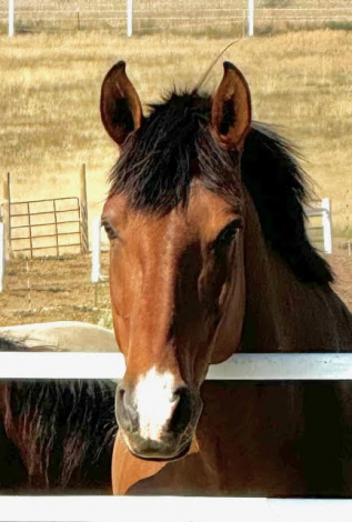 HorseID: 2306038 Nobel DC - PhotoID: 1089660