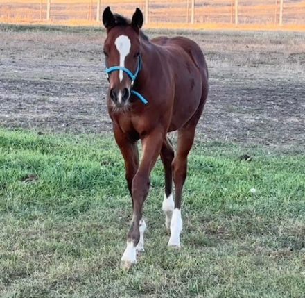 HorseID: 2306044 FRECKLE ME PROUD - PhotoID: 1089652