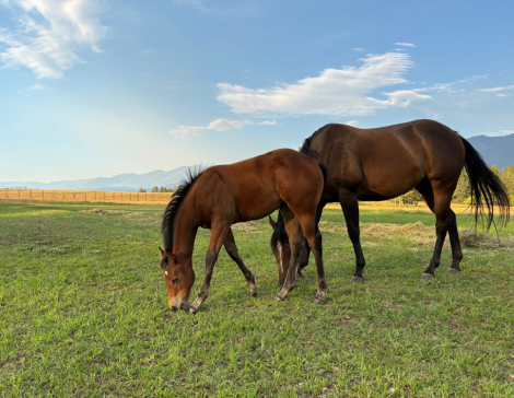 HorseID: 2306045 Lily Four O Six - PhotoID: 1089653