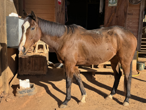 HorseID: 2306049 Panorama Truck - PhotoID: 1089664