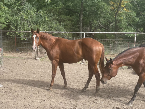 HorseID: 2306050 Notice the Creeper - PhotoID: 1089665