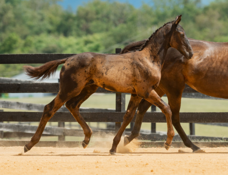 HorseID: 2306056 Freeport - PhotoID: 1089666