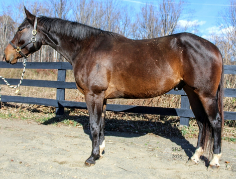 HorseID: 2306063 Boogie - PhotoID: 1089669