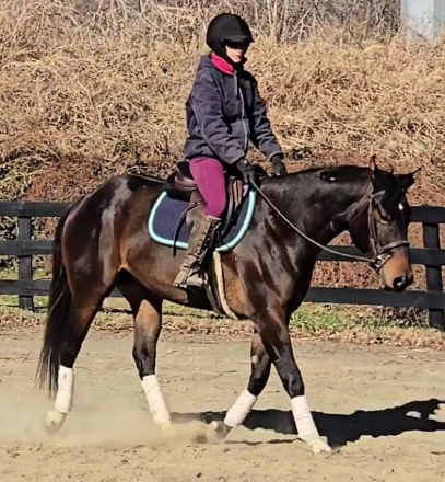 HorseID: 2306063 Boogie - PhotoID: 1089670